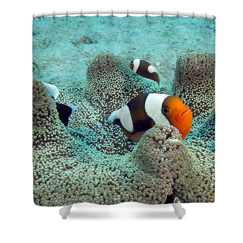 Clown Fish Shower Curtain featuring the photograph Meet the Nemo family by Paul Ranky