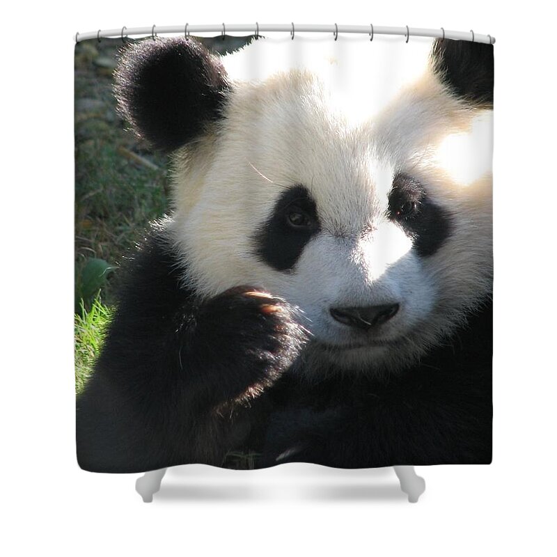 Panda Bear Shower Curtain featuring the photograph Mei Lan Giant Female Panda by Cleaster Cotton