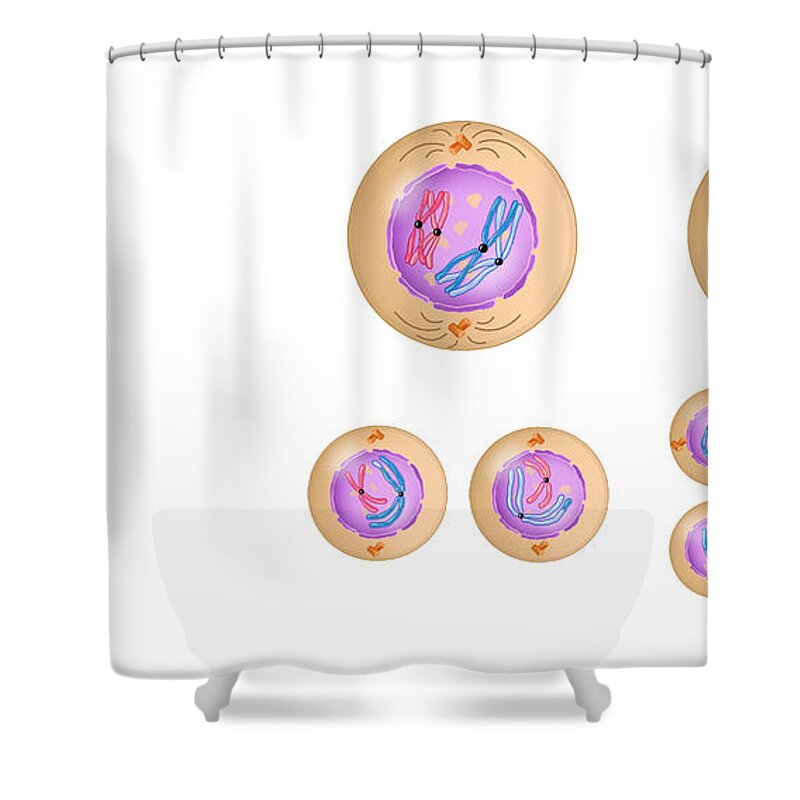Meiosis Shower Curtain featuring the photograph Meiosis by Carlyn Iverson
