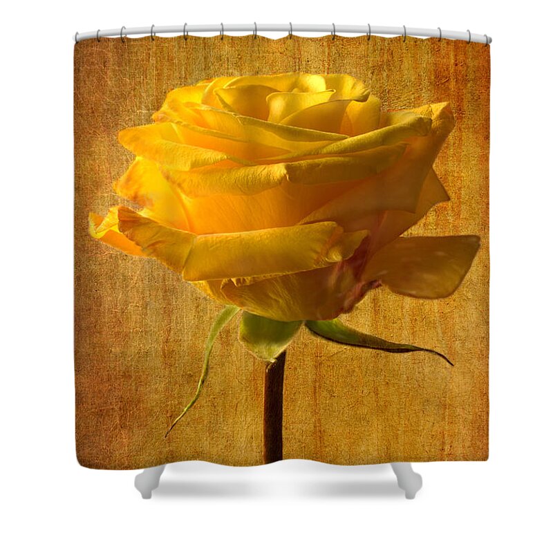 Yellow Rose Shower Curtain featuring the photograph Mellow Yellow by Marina Kojukhova