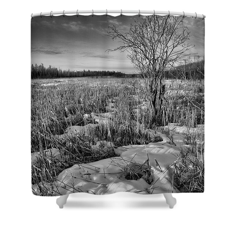 Tree Shower Curtain featuring the photograph Mer Bleue Bog by Eunice Gibb