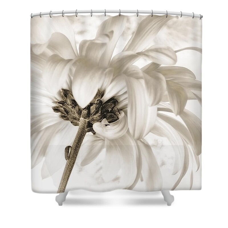 Floral Shower Curtain featuring the photograph Merengue Rhythm by Darlene Kwiatkowski