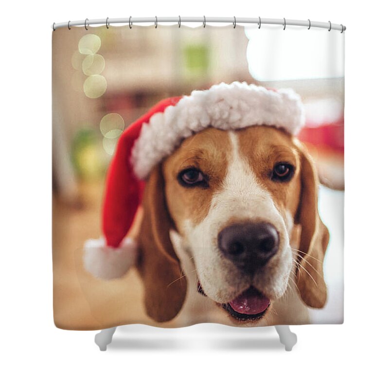 Pets Shower Curtain featuring the photograph Merry Christmas by Aleksandarnakic