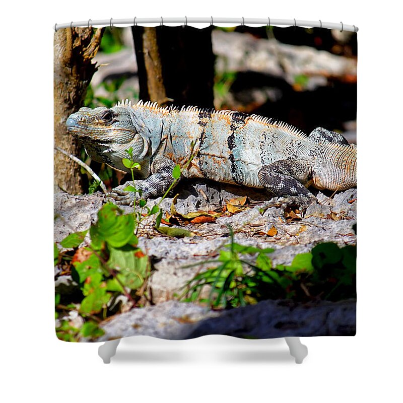 Iguana Shower Curtain featuring the photograph Mexican Iguana by Jason Politte