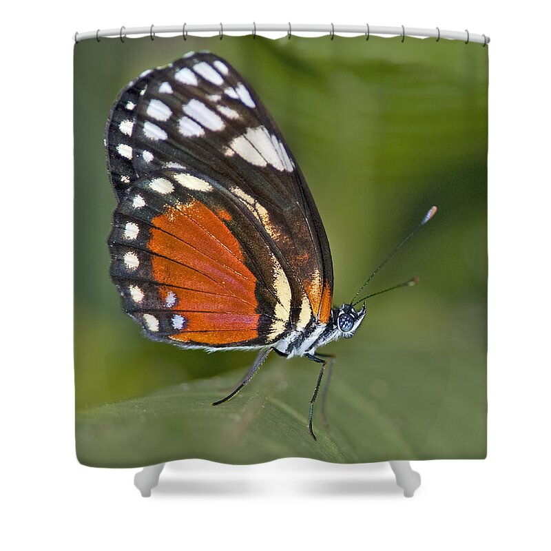 Festblues Shower Curtain featuring the photograph Micro Wings... by Nina Stavlund