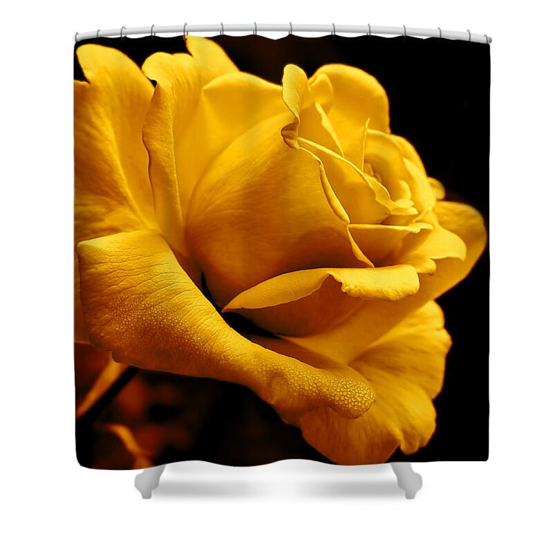 Midnight Golden Rose Flower Shower Curtain By Jennie Marie Schell Fine Art America