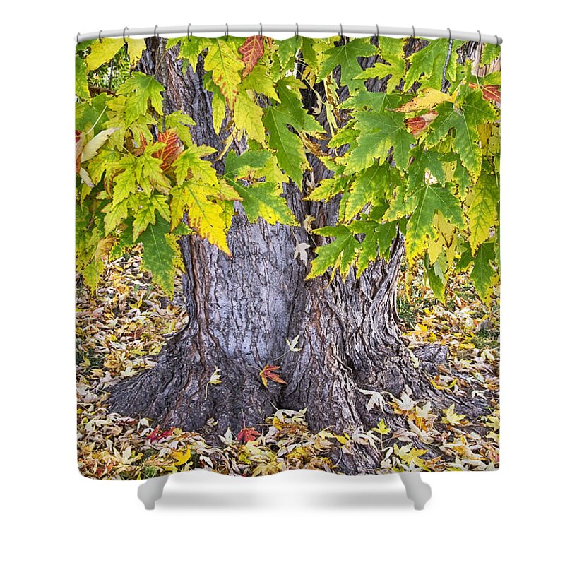 Mighty Shower Curtain featuring the photograph Mighty Maple Tree by James BO Insogna