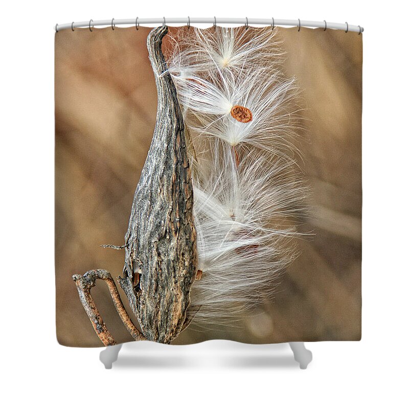 Nature Shower Curtain featuring the photograph Milkweed Pod and Seeds by William Selander