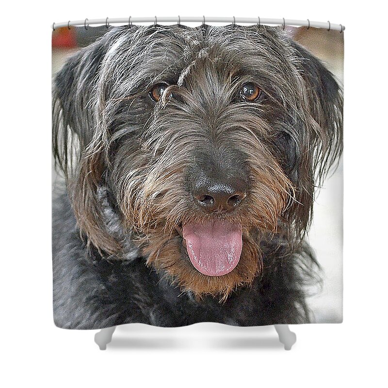 Animals Shower Curtain featuring the photograph Milo by Lisa Phillips