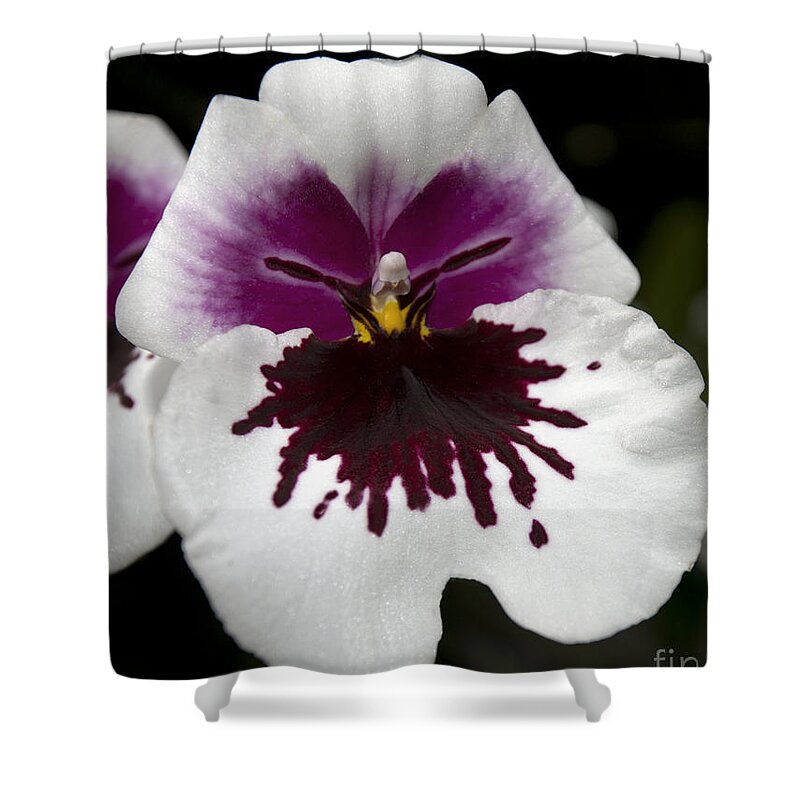 Orchid Shower Curtain featuring the photograph Miltoniopsis Robert Jackson 'Wild Thing' by Terri Winkler
