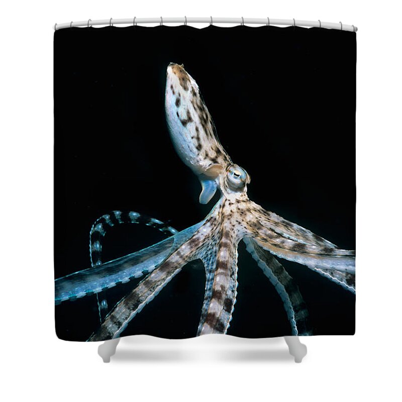 Underwater Shower Curtain featuring the photograph Mimic Octopus by Jeff Rotman