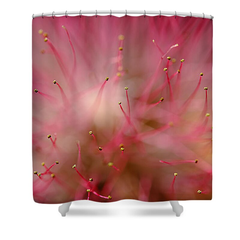 Mimosa Shower Curtain featuring the photograph Mimosa Fireworks by Michael Eingle