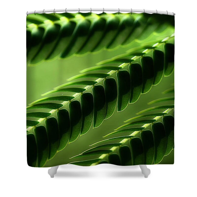Mimosa Tree Leaves Shower Curtain featuring the photograph Mimosa Tree Leaf Abstract by Michael Eingle