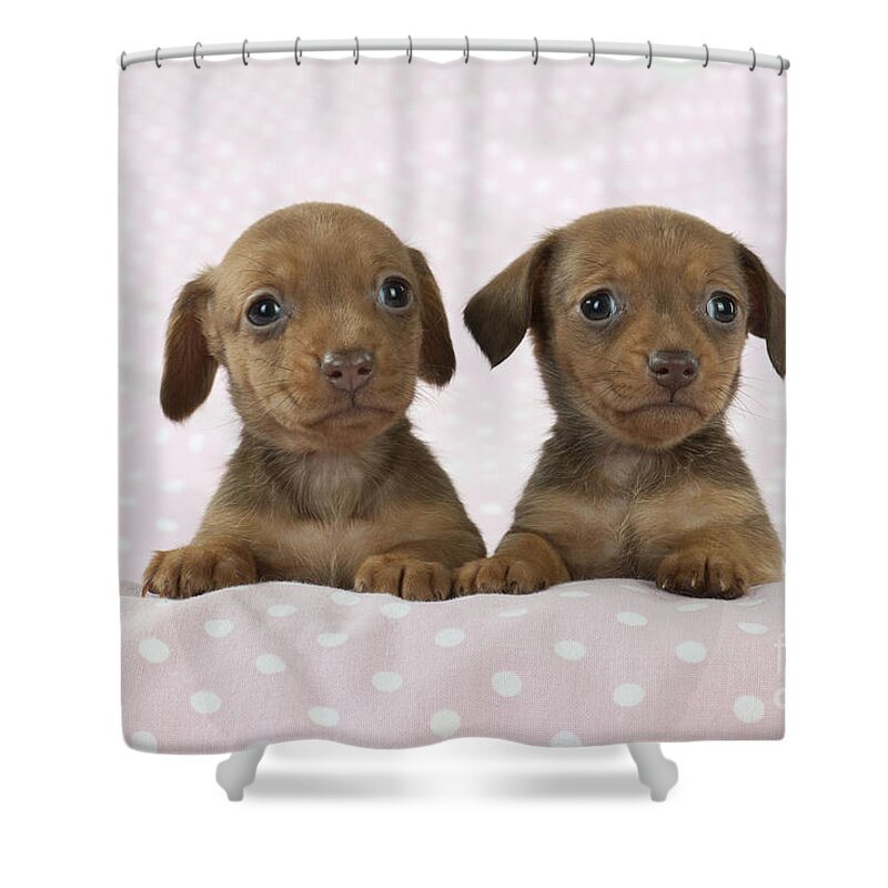 Dachshund Shower Curtain featuring the photograph Miniature Dachshund Puppies by John Daniels