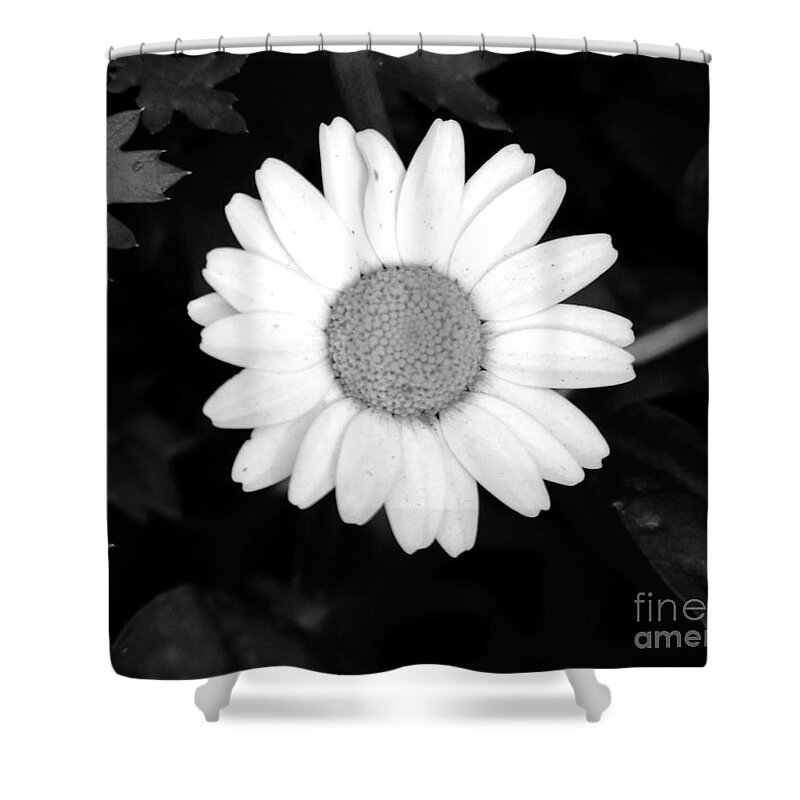 Miss Shower Curtain featuring the photograph Miss Daisy by Andrea Anderegg