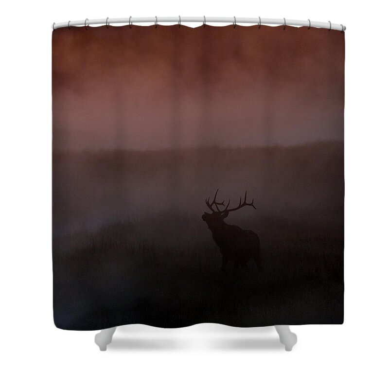  Bull Shower Curtain featuring the photograph Misty Morning Elk by Gary Langley