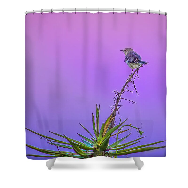 Seed Shower Curtain featuring the photograph Mocking The Yucca by Traveler's Pics