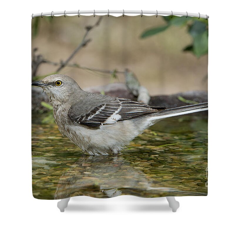 Northern Mockingbird Shower Curtain featuring the photograph Mockingbird by Anthony Mercieca