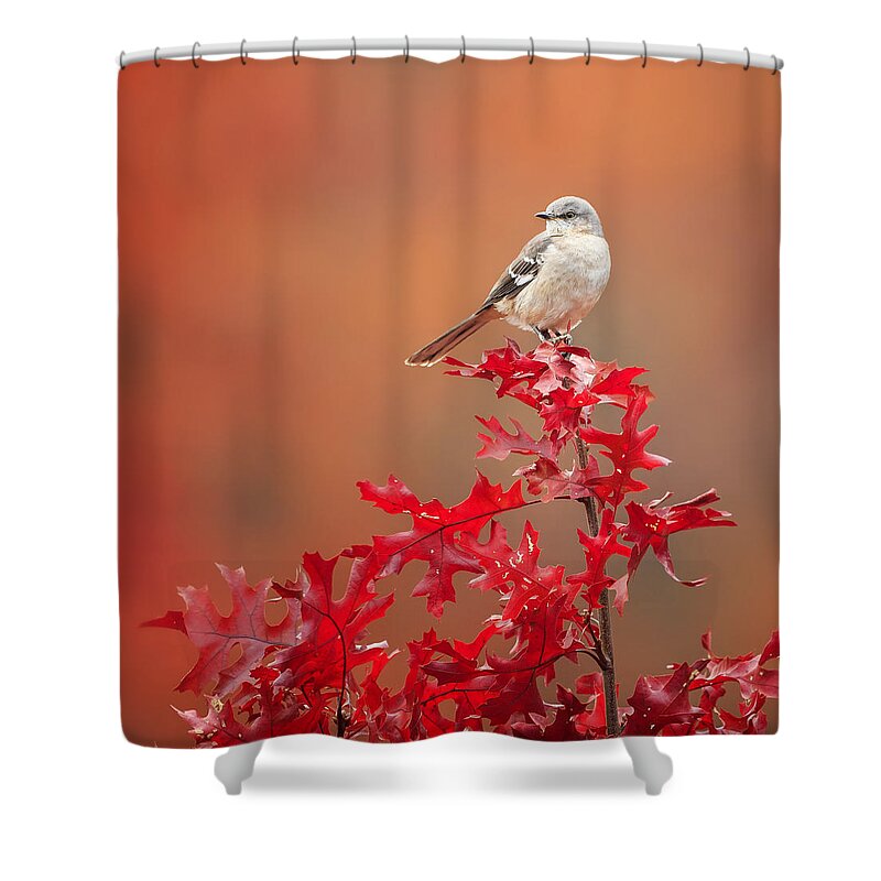 Square Shower Curtain featuring the photograph Mockingbird Autumn Square by Bill Wakeley