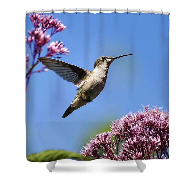 Hummingbird Shower Curtain featuring the photograph Modern Beauty by Christina Rollo