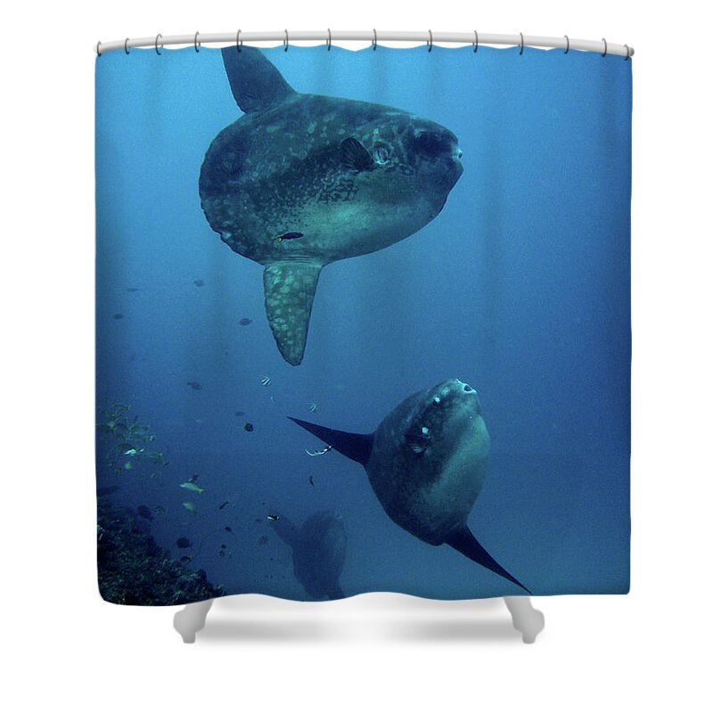 Underwater Shower Curtain featuring the photograph Molas by Eunice Khoo