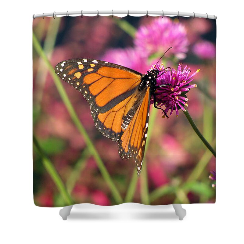 Butterfly Shower Curtain featuring the photograph Monarch Butterfly 02 by Pamela Critchlow