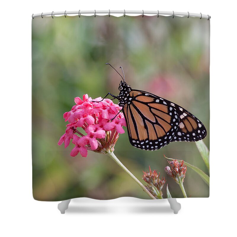 Nature Shower Curtain featuring the photograph Monarch Butterfly by Kim Hojnacki