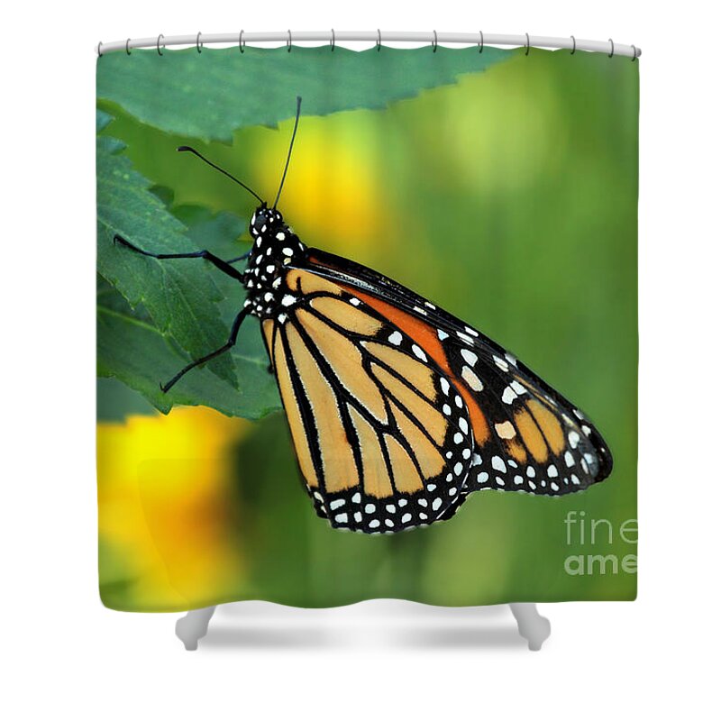Butterfly Florida Shower Curtain featuring the photograph Monarch Butterfly by Meg Rousher