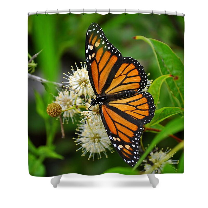 Monarch Butterfly Shower Curtain featuring the photograph Monarch Butterfly by Stacy Abbott