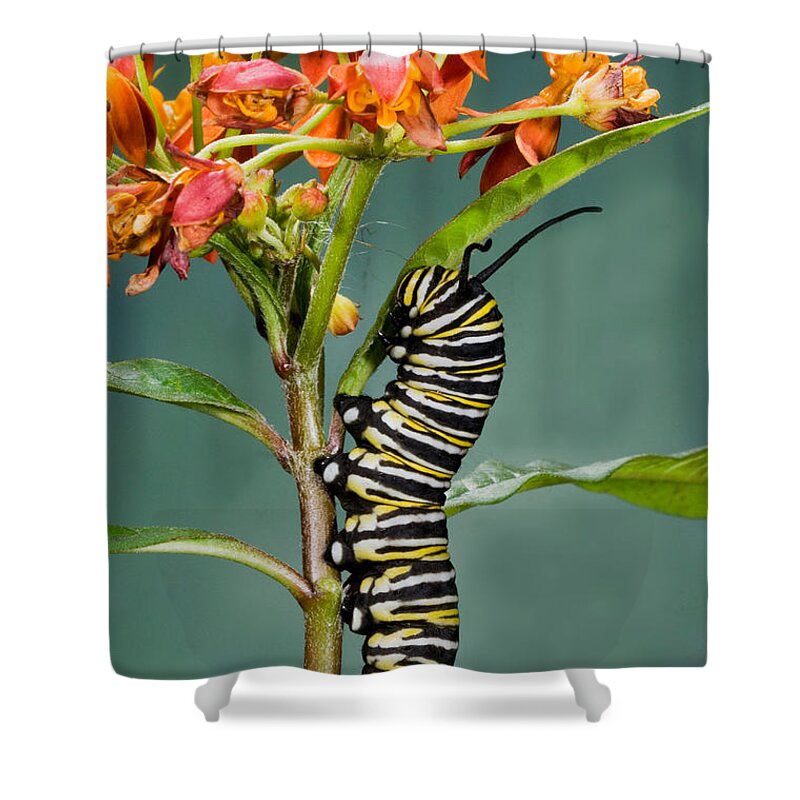 Monarch Caterpillar Shower Curtain featuring the photograph Monarch Caterpillar On Milkweed by Anthony Mercieca