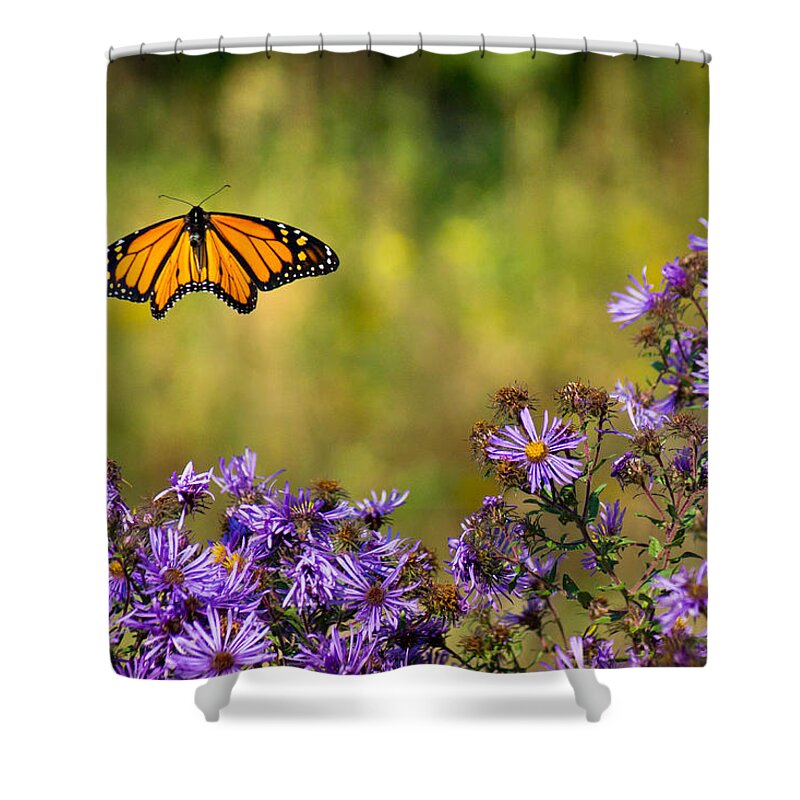 Color Shower Curtain featuring the photograph Monarch Flight by Bill Pevlor