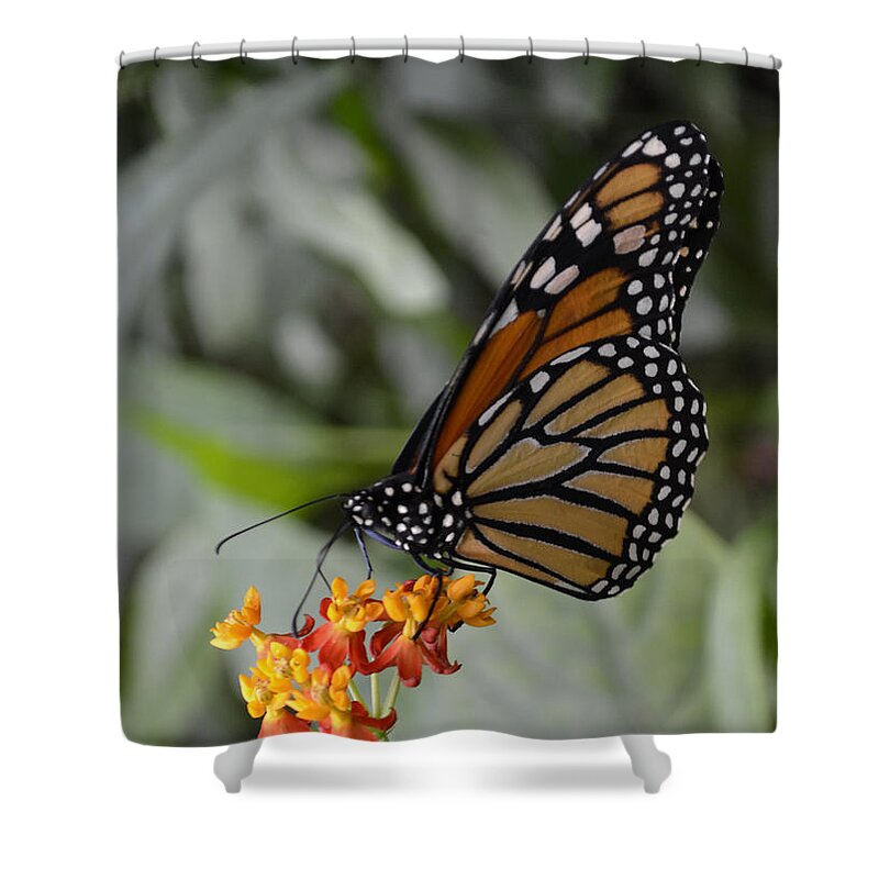 Monarch Shower Curtain featuring the photograph Monarch by Spikey Mouse Photography