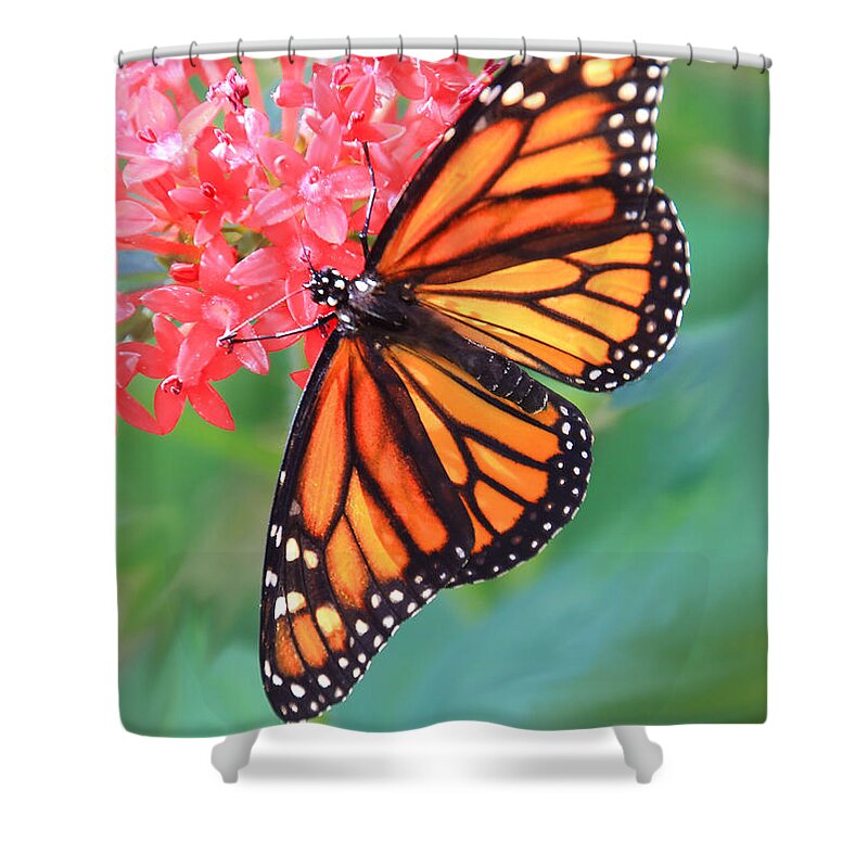 Butterfly Shower Curtain featuring the photograph Monarch Macro by Rosalie Scanlon