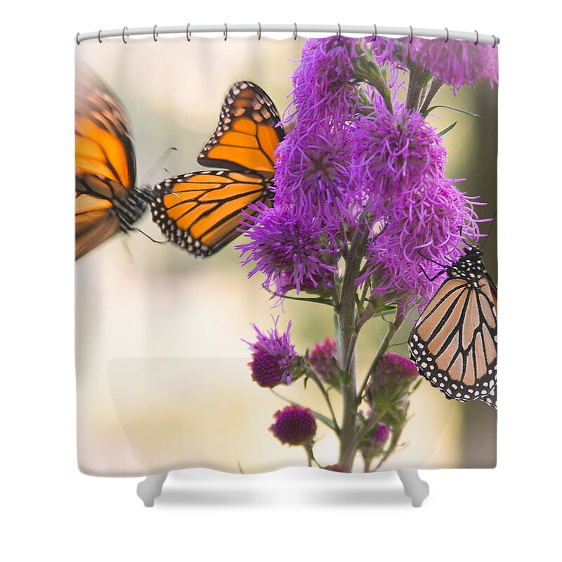 Monarch Shower Curtain featuring the photograph Monarch Movement by Hermes Fine Art