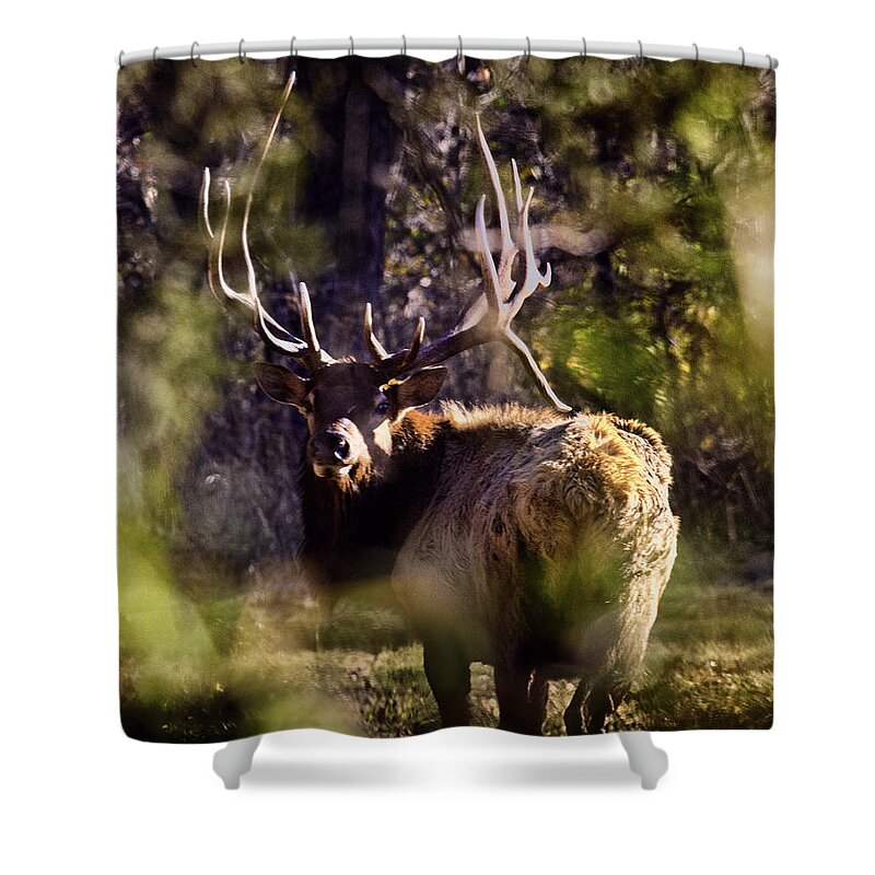 Royal Bull Elk Shower Curtain featuring the photograph Monarch Through the Leaves by Michael Dougherty