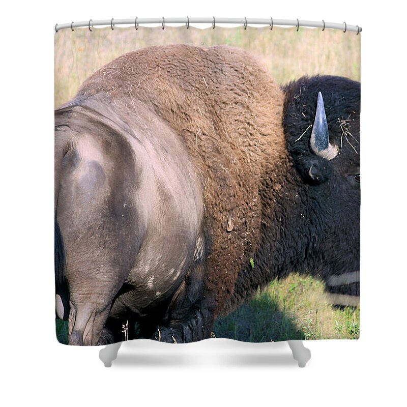 Bison Shower Curtain featuring the photograph Montana BUFFALO BISON BULL by Karon Melillo DeVega