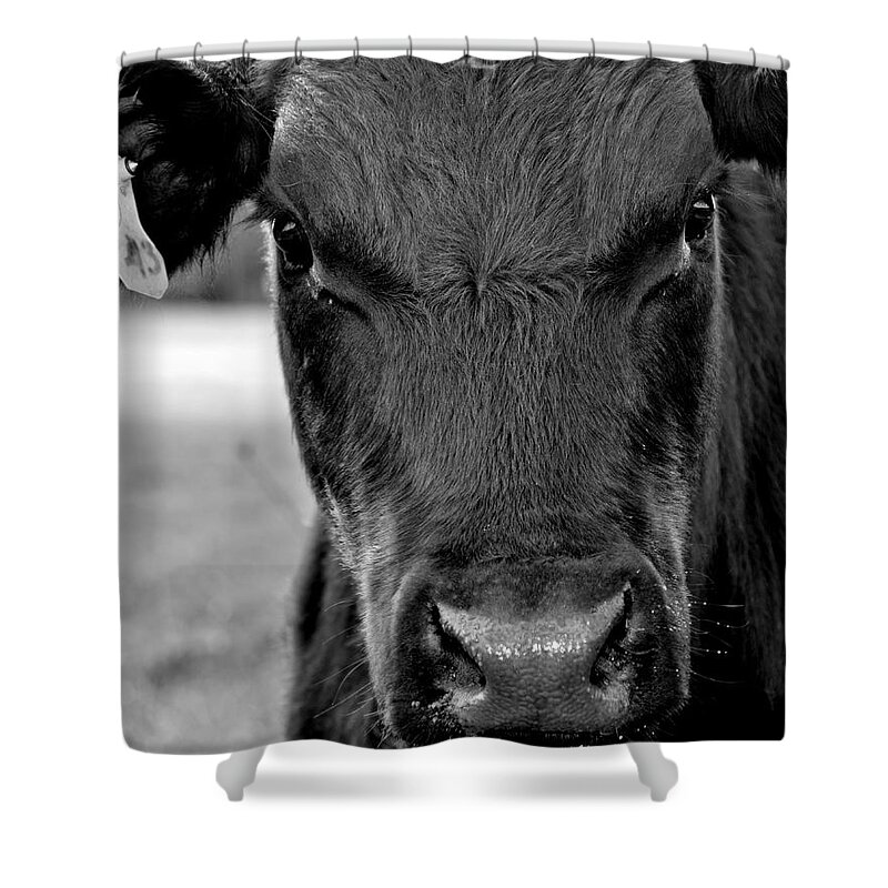 Cow Shower Curtain featuring the photograph Moo by Andrea Platt
