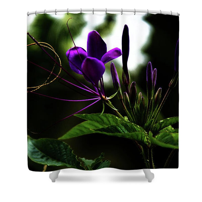 Flower Shower Curtain featuring the photograph Moonlight Dance by Linda Shafer