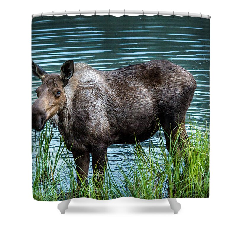Animal Shower Curtain featuring the photograph Moose by Andrew Matwijec