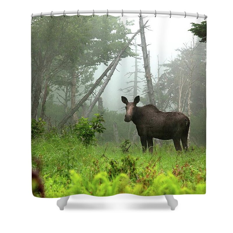 Grass Shower Curtain featuring the photograph Moose In Cape Breton by James R.d. Scott