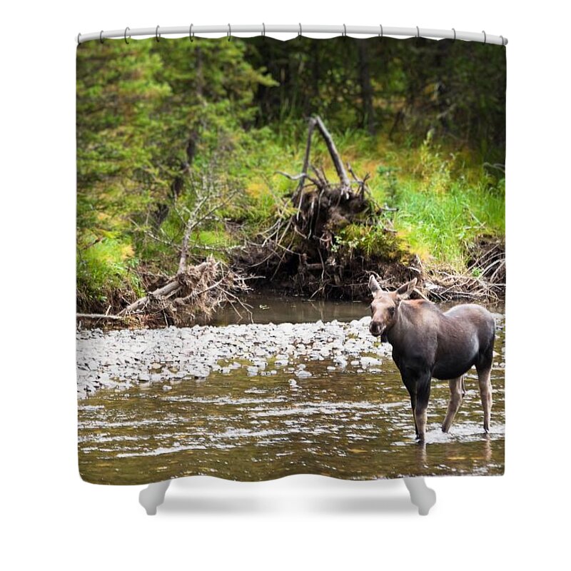 Wyoming Shower Curtain featuring the photograph Moose in Yellowstone National Park  by Lars Lentz