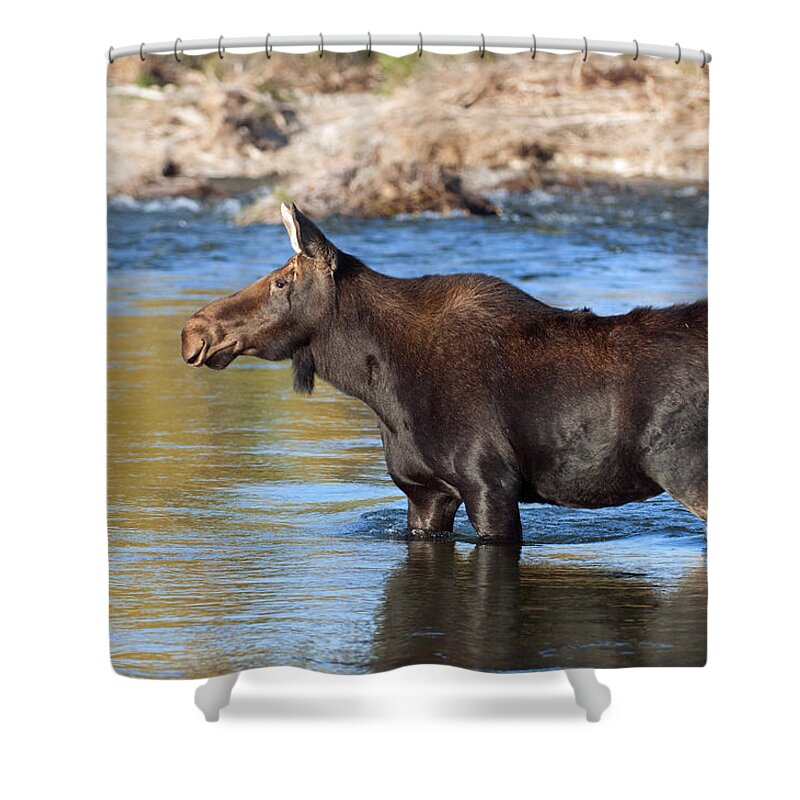 Moose Shower Curtain featuring the photograph Moose on the Gros Ventre River by Gary Langley