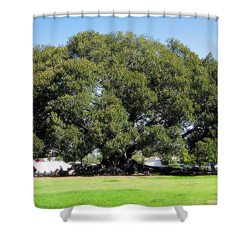 Moreton Fig Tree Shower Curtain featuring the photograph Moreton Fig Tree in Santa Barbara by Denise Mazzocco