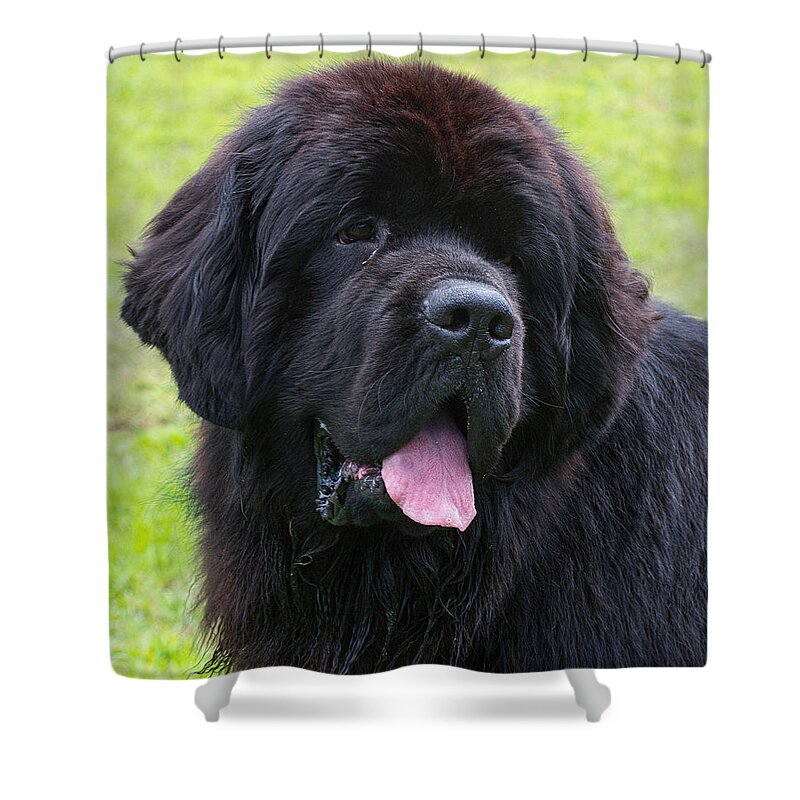 Newfoundland Shower Curtain featuring the photograph Morgan the Newf by Jim Zablotny