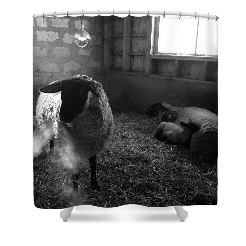 Farm Animals Shower Curtain featuring the photograph Morning Breath 1 by Carrie Godwin