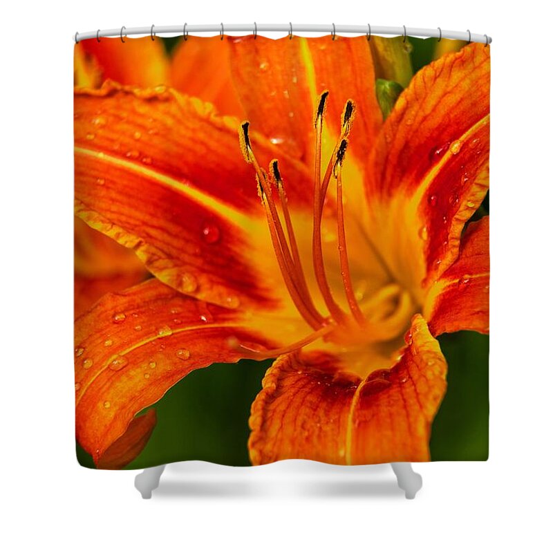Day Lily Shower Curtain featuring the photograph Morning Dew by Dave Files