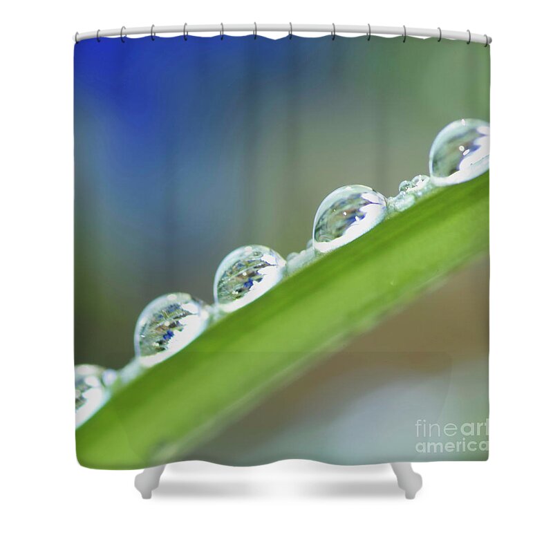 Drop Shower Curtain featuring the photograph Morning dew drops by Heiko Koehrer-Wagner
