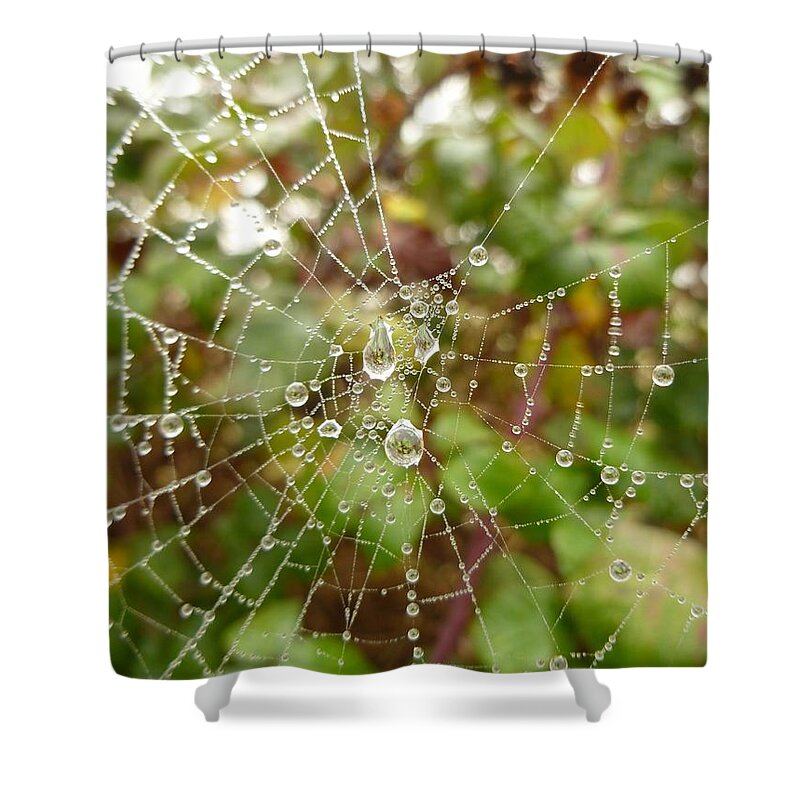 Morning Shower Curtain featuring the photograph Morning Dew by Vicki Spindler
