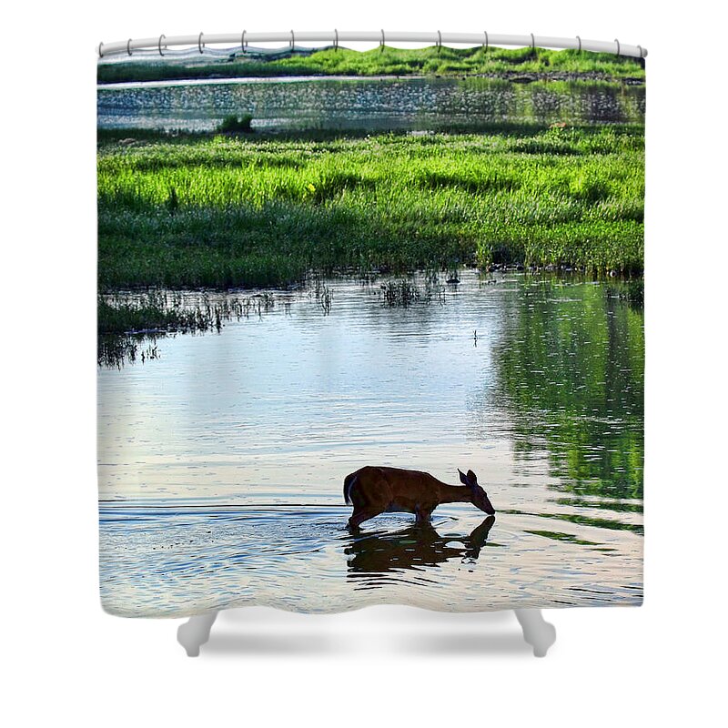 Deer Shower Curtain featuring the photograph Morning Drink 9013 by Jack Schultz
