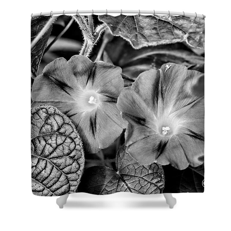 Flower Shower Curtain featuring the photograph Morning Glory - BW by Christopher Holmes